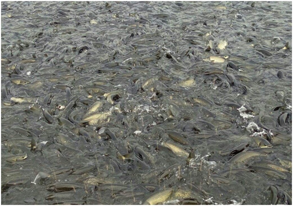 1511508740301356.jpg 11.jpg